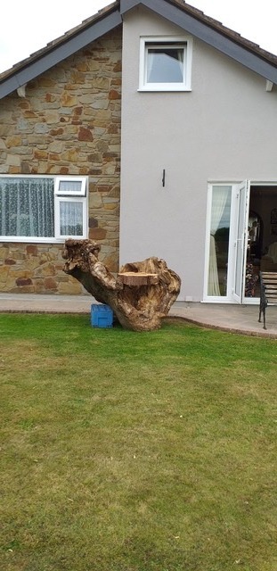 Mike and Caroline are going to make a seat from this old oak stump